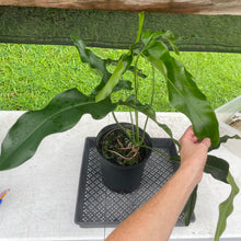 Load image into Gallery viewer, Philodendron Thaumatophyllum Goeldii X Selloum "African Fantasy, Exact Plant
