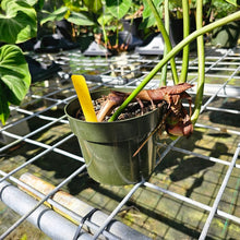 Load image into Gallery viewer, Philodendron Gloriosum, Pink Veined Back, Exact Plant 5&#39;&#39; pot
