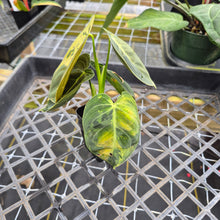 Load image into Gallery viewer, Philodendron Melanochrysum, Exact Plant Variegated Ships Nationwide
