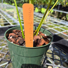 Load image into Gallery viewer, Anthurium Shibori, Exact Plant Variegated
