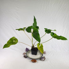 Load image into Gallery viewer, Anthurium Brownii, Exact Plant Ships Nationwide
