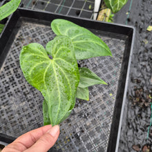 Load image into Gallery viewer, Anthurium Macrolobium, Exact Plant Ships Nationwide
