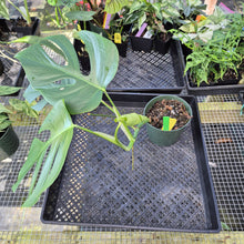 Load image into Gallery viewer, Monstera Sierrana Hawaii Clone, Exact Plant Ships Nationwide
