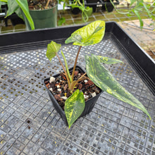 Load image into Gallery viewer, Alocasia scalprum Aurea, Exact Plant Ships Nationwide
