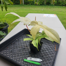 Load image into Gallery viewer, Philodendron Florida Ghost, Exact Plant Ships Nationwide

