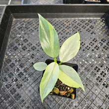 Load image into Gallery viewer, Philodendron Hastatum Silver Sword, Exact Plant Variegated Ships Nationwide

