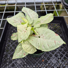 Load image into Gallery viewer, Syngonium Pink Spot Variegated exact plant, Fedex 2day
