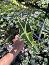 Load image into Gallery viewer, Alocasia sanderiana 'Nobilis' Aurea, Exact Plant Ships Nationwide
