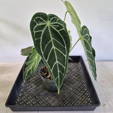 Load image into Gallery viewer, Anthurium Magnificum X Red Crystalinum exact plant, Fedex 2day*
