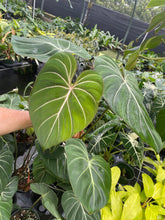 Load image into Gallery viewer, Philodendron Gloriosum, Dark Form 6" pot, Fedex 2day
