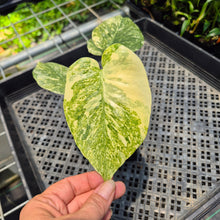 Load image into Gallery viewer, Monstera Deliciosa Green Snow variegated exact plant, Fedex 2day*
