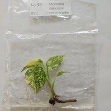 Load image into Gallery viewer, Monstera Deliciosa Creme Brulee variegated tissue culture 2DayAir
