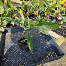 Load image into Gallery viewer, Philodendron Florida Beauty X Tortum, Exact Plant Variegated Ships Nationwide
