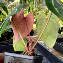 Load image into Gallery viewer, Anthurium Magnificum X Red Crystalinum, Exact Plant Ships Nationwide
