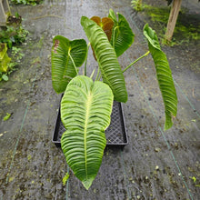 Load image into Gallery viewer, Anthurium Veitchii Narrow Form, Exact Plant XXL
