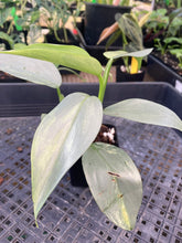 Load image into Gallery viewer, Philodendron Hastatum Silver Sword, Exact Plant Variegated Ships Nationwide
