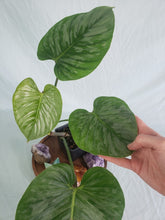 Load image into Gallery viewer, Philodendron Sodiroi True Form, Exact Plant
