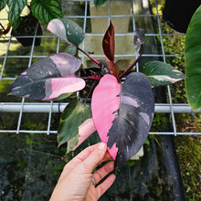 Load image into Gallery viewer, Philodendron Pink Princess Galaxy, Exact Plant Variegated
