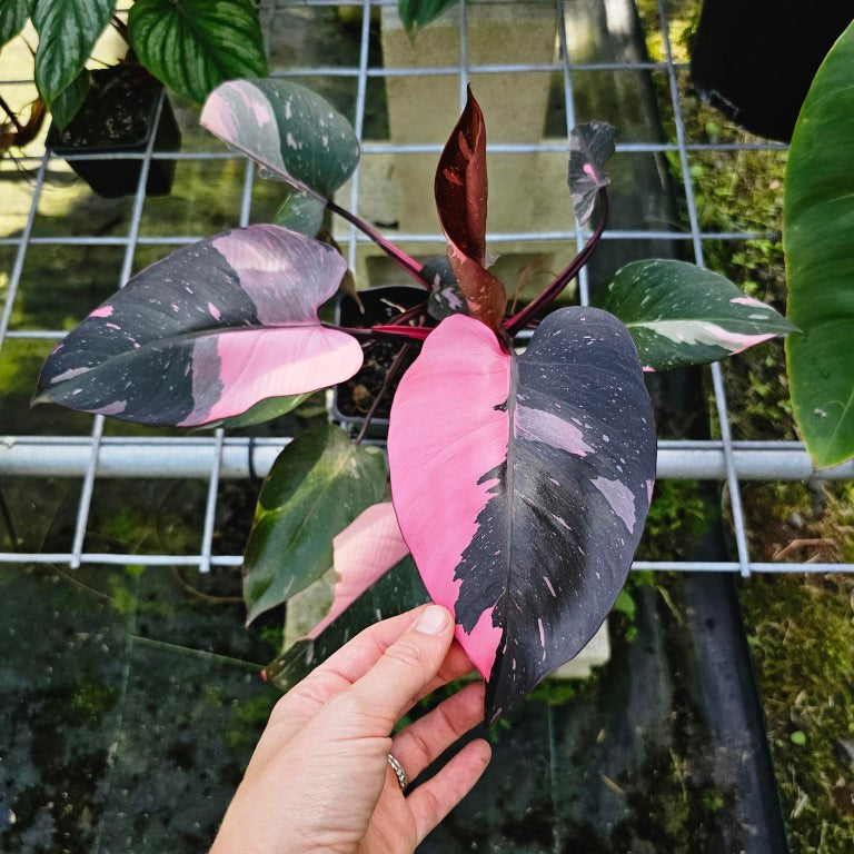 Philodendron Pink Princess Galaxy, Exact Plant Variegated