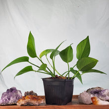 Load image into Gallery viewer, Epipremnum Aureum Jessenia Pothos Variegated 4&quot; pot, ships nationwide
