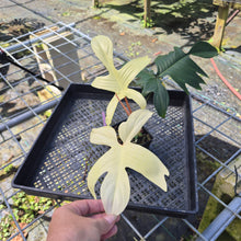 Load image into Gallery viewer, Philodendron Florida Ghost, Exact Plant
