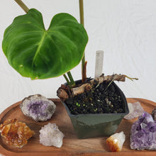 Load image into Gallery viewer, Philodendron Gloriosum, Pink Veined Back, Exact Plant Sport-variegated
