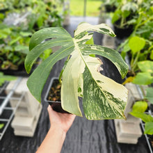 Load image into Gallery viewer, Monstera Borsigiana Albo Deliciosa, Exact Plant Variegated Ships Nationwide
