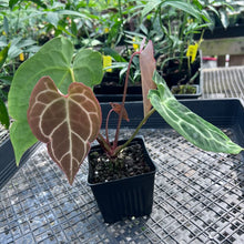 Load image into Gallery viewer, Anthurium Crystallinum, Exact Plant 3 top plant Ships Nationwide
