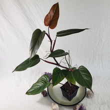 Load image into Gallery viewer, Philodendron Dark Lord, Exact Plant Ships Nationwide
