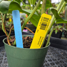 Load image into Gallery viewer, Philodendron Jerry Horne, Exact Plant Ships Nationwide
