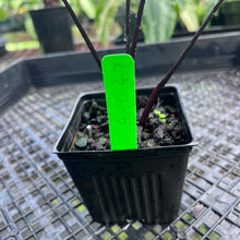 Load image into Gallery viewer, Alocasia Macrorhizza Black Stem, Exact Plant Variegated

