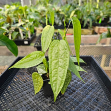 Load image into Gallery viewer, Anthurium Sp. Limon, Exact Plant Multi pot of 4 Ships Nationwide
