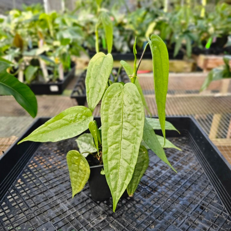 Anthurium Sp. Limon, Exact Plant Multi pot of 4 Ships Nationwide