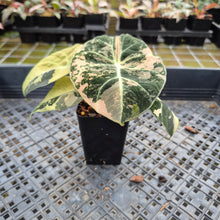 Load image into Gallery viewer, Alocasia Black Velvet Pink variegated exact plant, Fedex 2day*
