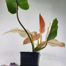 Load image into Gallery viewer, Philodendron Whipple Way, Exact Plant
