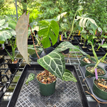Load image into Gallery viewer, Anthurium Red Crystallinum Doc Block exact plant, Fedex 2day*
