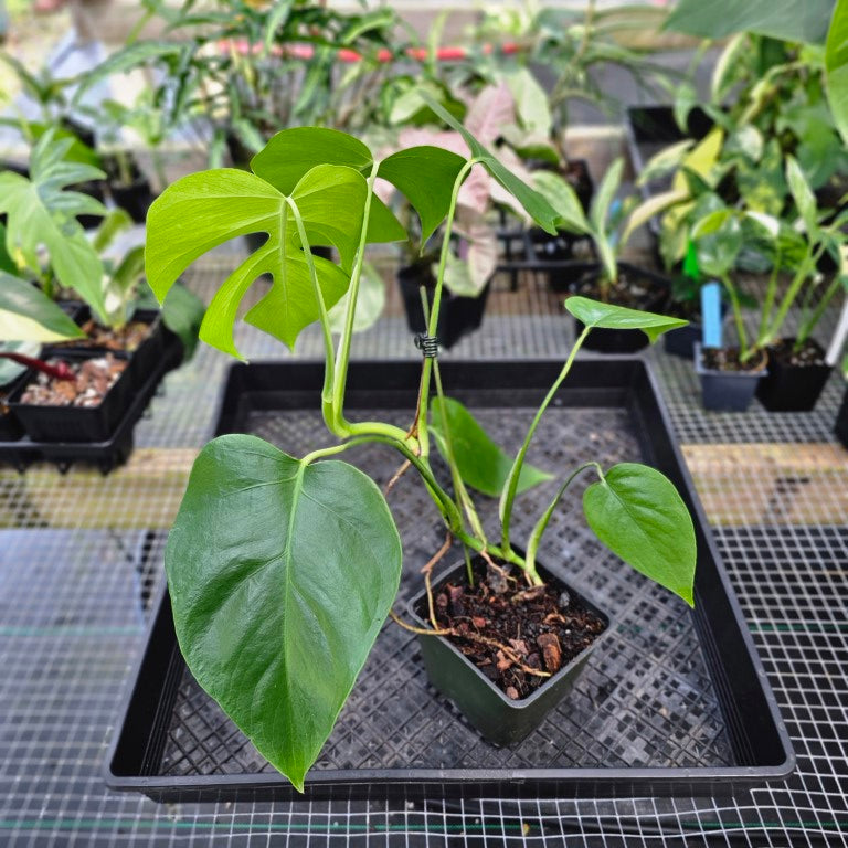 Monstera Sierrana Hawaii Clone, Exact Plant Ships Nationwide