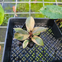 Load image into Gallery viewer, Philodendron Black Cardinal, Exact Plant Variegated
