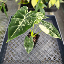 Load image into Gallery viewer, Alocasia Frydek, Exact Plant Variegated Ships Nationwide
