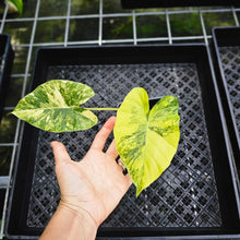 Load image into Gallery viewer, Alocasia Gageana Aurea, Exact Plant Variegated 4&#39;&#39; pot
