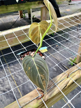 Load image into Gallery viewer, Philodendron Melanochrysum, Exact Plant Variegated Ships Nationwide

