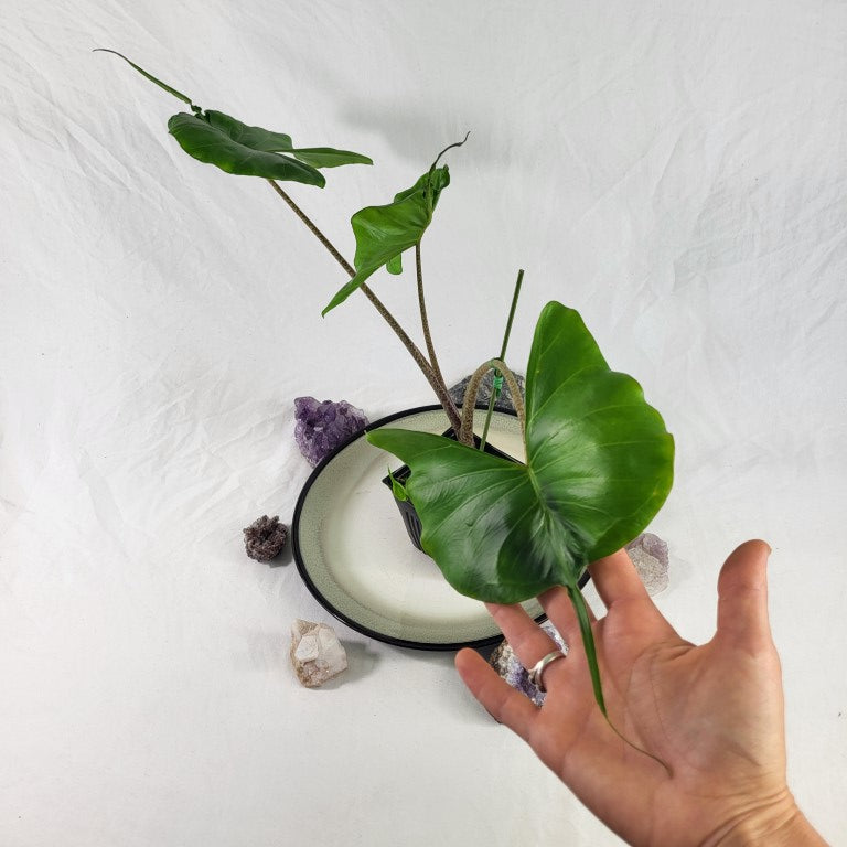 Alocasia Stingray, Exact Plant