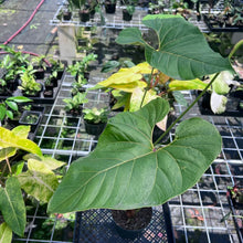 Load image into Gallery viewer, Anthurium Decipiens, Exact Plant
