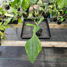 Load image into Gallery viewer, Philodendron Joepii, Exact Plant Ships Nationwide
