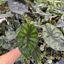 Load image into Gallery viewer, Alocasia Dragon Scale Mint, lower variegation 4" pot, Fedex 2day*
