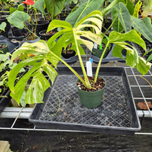 Load image into Gallery viewer, Monstera Borsigiana Albo Deliciosa, Exact Plant Variegated Ships Nationwide
