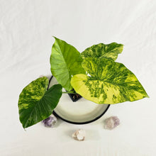 Load image into Gallery viewer, Alocasia Gageana Aurea, Exact Plant Variegated
