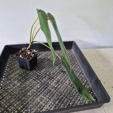 Load image into Gallery viewer, Philodendron Spiritus Sancti exact plant, Fedex 2day*
