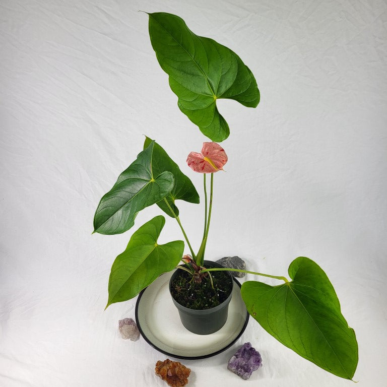 Anthurium Shibori, Exact Plant Variegated