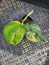 Load image into Gallery viewer, Scindapsus Jade Satin Aurea, Exact Plant Variegated Ships Nationwide
